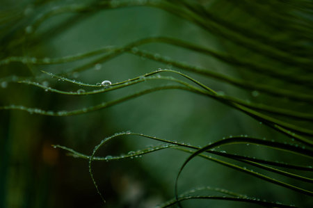 Green leaf with droplets, closeup.の写真素材