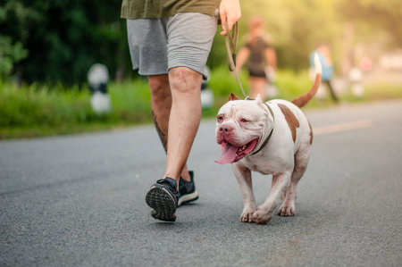 dog running exercise on the street park in the morning. running with pitbull.の写真素材