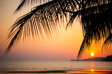 palm trees silhouette on sunset tropical beach.の写真素材