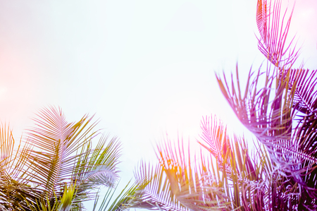 Vintage toned palm tree over sky background.の写真素材