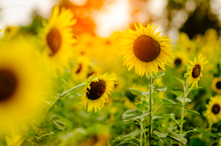 Sunflowers background in sunny day.の写真素材