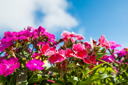 Pink Dianthus and blue sky.の写真素材