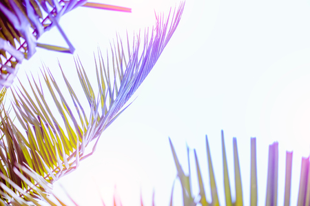 Vintage toned palm tree over sky background.の写真素材