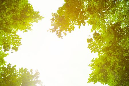  green leaves white background.の写真素材