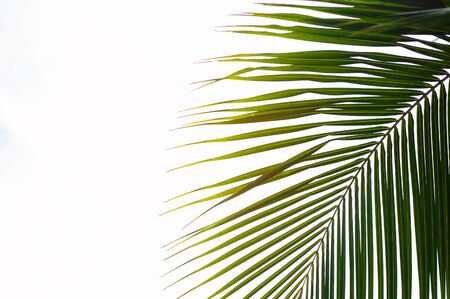 palm leaves.summer tree. の写真素材