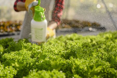 agriculture, gardener, farm, harvest, vegetable, technology concept. The gardener water the lettuce at the vegetable planting house in morning.の写真素材