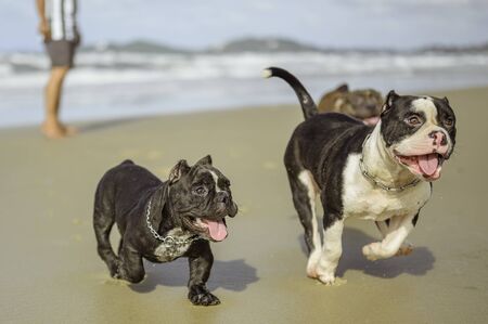 Pitbull running on the beach.Pitbull dog walks on the beach.の写真素材