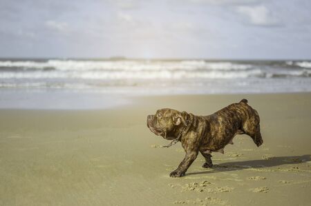 Pitbull running on the beach.Pitbull dog walks on the beach.の写真素材