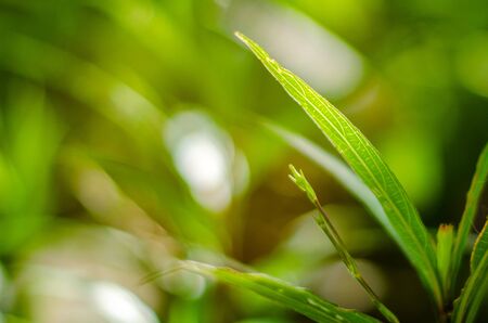 Closeup nature view of green leafの写真素材
