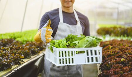 agriculture, gardener, farm, harvest, vegetable, technology concept. The gardener harvesting lettuce...