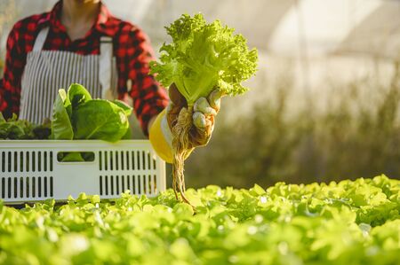 agriculture, gardener, farm, harvest, vegetable, technology concept. The gardener harvesting lettuce at vegetable growing house in morning.の写真素材