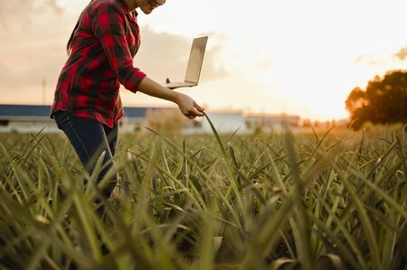 agriculture, gardener, farm, harvest, field, technology concept. The farmer team conducts research about cassava trees by planting pallets for good agricultural quality inspection.の写真素材