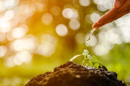 Water young Plant Growing the soil.の写真素材