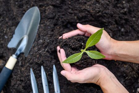 Two hands of the men was carrying sapling of potting seedlings to be planted into the soil.の写真素材