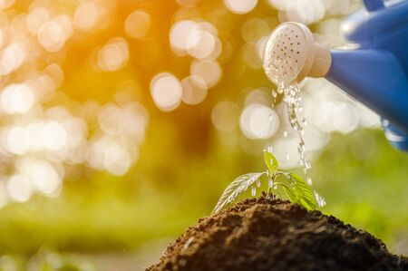 Water young Plant Growing the soil.の写真素材