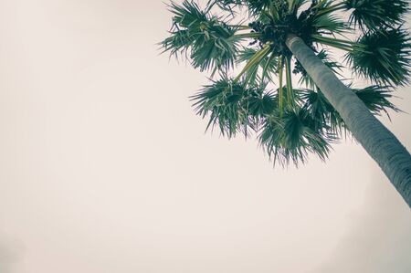 Vintage toned palm tree over sky background.の写真素材