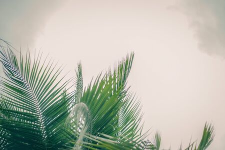 Vintage toned palm tree over sky background.の写真素材