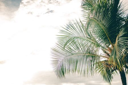 Vintage toned palm tree over sky background.の写真素材