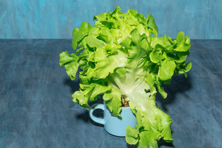 Green lettuce on blue table background close up, top view, healthy food concept.の写真素材