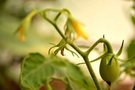 Tomatoes green fruits closeup の写真素材