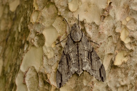 butterfly on the bark of a tree の写真素材