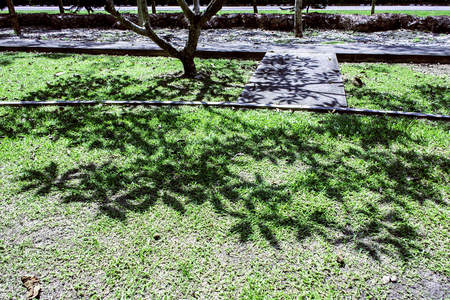 Shadow of green tree in garden, shadow on ground floor, Holiday time walk in green park, green yardの写真素材