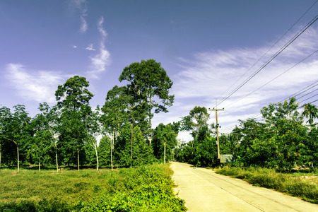 Electricity transmission line with green tree nature, Green conservative energy, Energy be friendly...