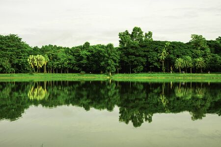 Beautiful shadow of green tree on river, Green leaves bush with reflected shadow, Nature tree with bright sun light and clear sky backgroundの写真素材