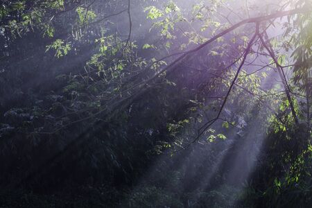 Beautiful light of morning sun in Thailand, Sun light shine through the tree in morning, Beautiful flare light of beginning new day with warm sunbeam light, Atmosphere of morning in ruralの写真素材
