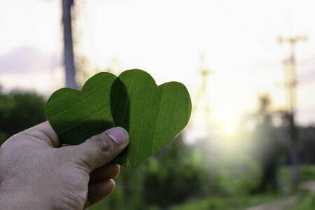 Green leaf of tree like heart shape with blur electricity pole background conceptの写真素材