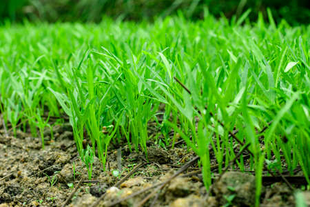 Green vegetables garden on backyard, Morning glory plot, Small of treesの写真素材