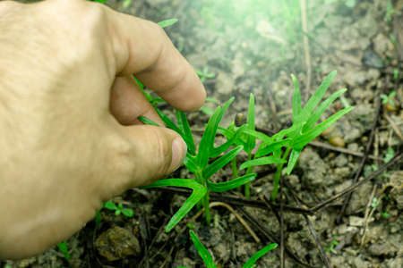 Green vegetables garden on backyard, Morning glory plot, Small of treesの写真素材