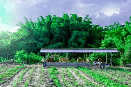 Cow stable with green agriculture fields, cow house on farmland in Thailandの写真素材