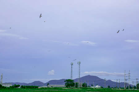 A flock of birds flying over green fields, Industrial factory buidling for green industry concept