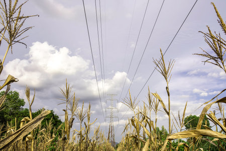 Electricity pole with green corn fields against silhouette sunset sky, Electricity pylon with shadow of tree in dawn timeの写真素材