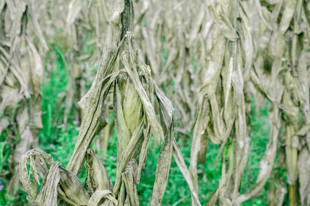 Drought and dry corn fields with blue sky, green corn fields with stalks and ears grown during harvestingの写真素材