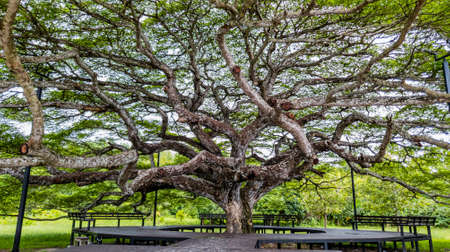 Wooden bench around the large green trees, Tranquil atmosphere under the trees, Walkway around the large trees, Green forest nature wood sunlight, A lot of branches leaves of treesの写真素材