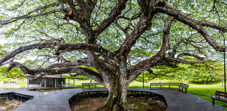 Wooden bench around the large green trees, Tranquil atmosphere under the trees, Walkway around the large trees, Green forest nature wood sunlight, A lot of branches leaves of treesの写真素材