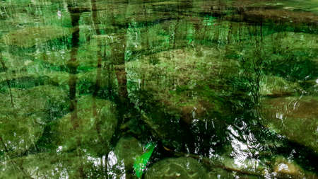 Clear river with green rocks and trees above the water surface, Nature leaves shadow over the river in the dark forestの写真素材