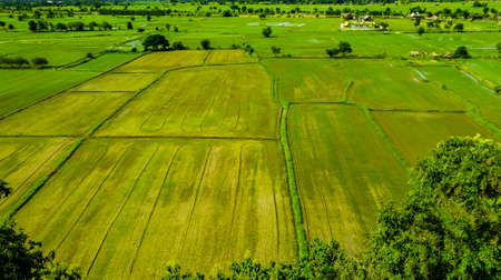 Aerial view of green rice field terrace in Thailand, Beatiful landscape view of green paddy fields with mountainの写真素材