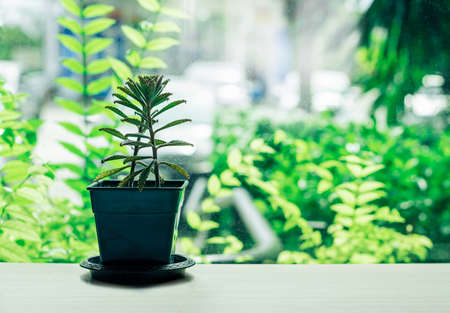 Green succulent plant pot on wooden table decorate besides the window in home. Minimal flower cactus pot indoor interior design.の写真素材