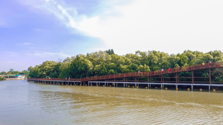 A scenic landscape view of lush green mangrove treesの写真素材