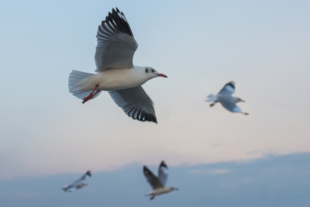 Seagullの写真素材