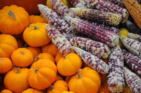 corn and pumpkinの写真素材