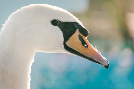 Close up of White swan face in the Zoo.の写真素材