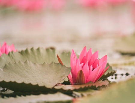 Red Lotus sea in Udon Thani,Thailand. Unseen in Thailand