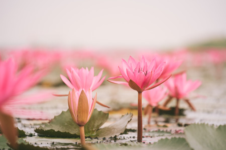 Red Lotus sea in Udon Thani,Thailand. Unseen in Thailandの写真素材