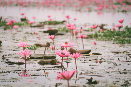 Red Lotus sea in Udon Thani,Thailand. Unseen in Thailandの写真素材