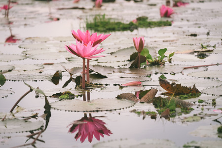 Red Lotus sea in Udon Thani,Thailand. Unseen in Thailandの写真素材