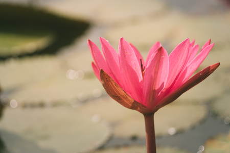 Red Lotus sea in Udon Thani,Thailand. Unseen in Thailandの写真素材